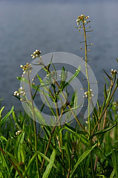 Capsella bursa-pastoris, known as shepherd\'s bag. Widespread and common weed in agricultural and garden crops.