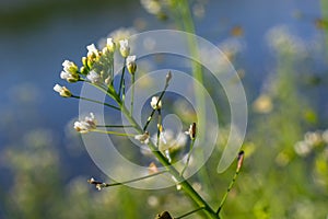Capsella bursa-pastoris, known as shepherd\'s bag. Widespread and common weed in agricultural and garden crops.