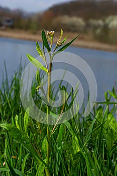 Capsella bursa-pastoris, known as shepherd\'s bag. Widespread and common weed in agricultural and garden crops