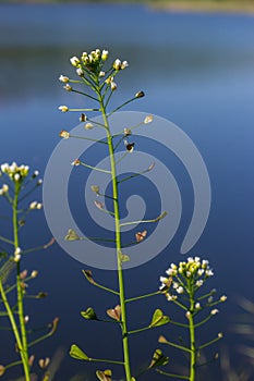 Capsella bursa-pastoris, known as shepherd\'s bag. Widespread and common weed in agricultural and garden crops