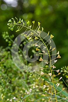 Capsella bursa-pastoris, known as shepherd\'s bag. Widespread and common weed in agricultural and garden crops