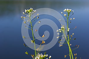 Capsella bursa-pastoris, known as shepherd\'s bag. Widespread and common weed in agricultural and garden crops.
