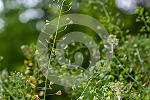 Capsella bursa-pastoris, known as shepherd\'s bag. Widespread and common weed in agricultural and garden crops.