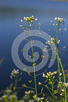 Capsella bursa-pastoris, known as shepherd\'s bag. Widespread and common weed in agricultural and garden crops