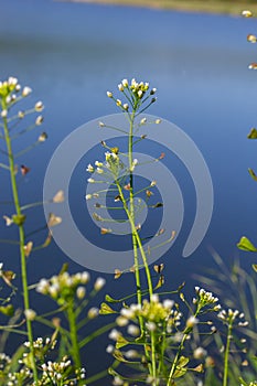 Capsella bursa-pastoris, known as shepherd\'s bag. Widespread and common weed in agricultural and garden crops