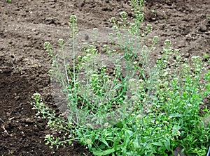 Capsella bursa-pastoris, known as shepherd\'s purse in the garden