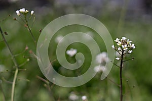 Capsella bursa-pastoris, known by its common name shepherd`s purse