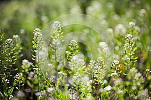 Capsella bursa-pastoris plant