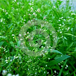 Capsella bursa-pastoris shepherd's purse gren plant with white flowers close up.