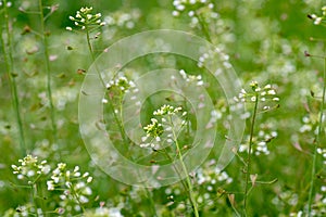 Capsella bursa-pastoris, shepherd's purse in meadow in natural environment of sprouting. Young plants with white