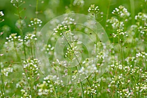 Capsella bursa-pastoris, shepherd's purse in meadow in natural environment of sprouting. Young plants with white