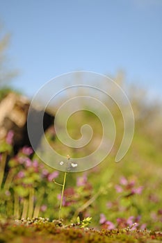 Capsella bursa-pastoris (shepherds purse)