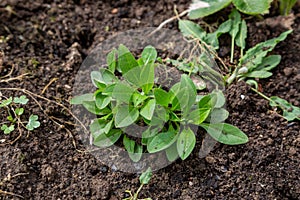 Capsella bursa-pastoris weed in the garden