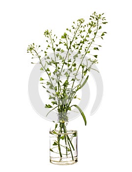 Capsella Capsella bursa-pastoris in a glass vessel on a white background