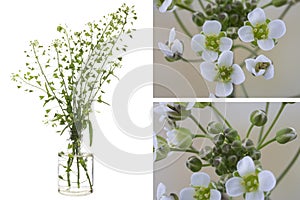 Capsella Capsella bursa-pastoris in a glass vessel on a white background