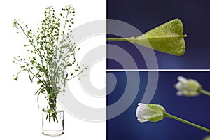 Capsella Capsella bursa-pastoris in a glass vessel on a white background