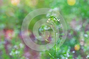 Capsella flowers on green nature blurred background. Wild flowers for herbalism. Medicinal herb. Close up