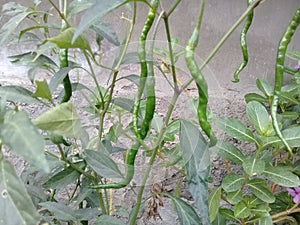 Capsicum annum L green chili plants with heavy fruit photo