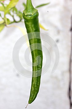 Capsicum annuum `Cayenne Pepper`, Guinea spice, Cow-horn pepper