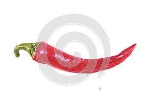 Capsicum annuum cayenne pepper isolated