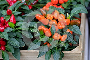 Capsicum annuum in a flower pot close-up. Capsicum orange red fruit. Autumn harvest vegetable