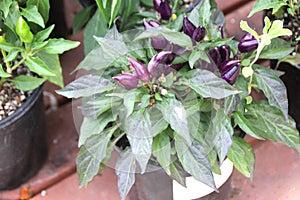 Capsicum annuum 'Mambo Purple Red'