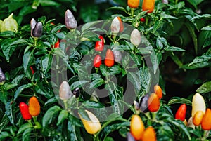 Capsicum Annuum or multi-color chili