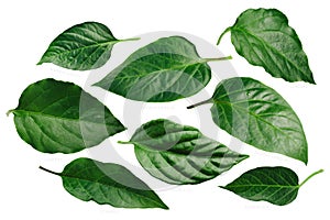 Capsicum annuum pepper leaves, paths photo