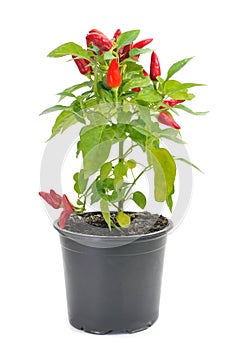Capsicum annuum plant with small red peppers photo