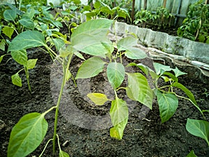 Capsicum annuum seedlings in a greenhouse. Growing greenhouse fruit plants. Horizontal photo