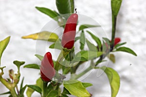 Capsicum annuum `Thai Hot`, Thai Hot Chili photo