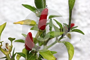 Capsicum annuum `Thai Hot`, Thai Hot Chili