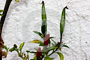 Capsicum annuum `Thai Hot`, Thai Hot Chili