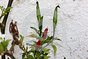 Capsicum annuum `Thai Hot`, Thai Hot Chili