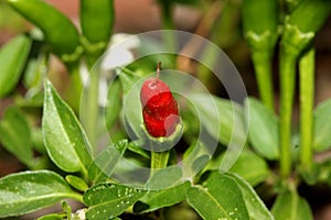 Capsicum annuum `Thai Hot`, Thai Hot Chili