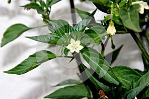 Capsicum annuum ;Thai Super Chili; Hybrid