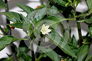 Capsicum annuum ;Thai Super Chili; Hybrid