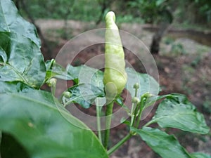 Capsicum  anuum or red capsicum fruit