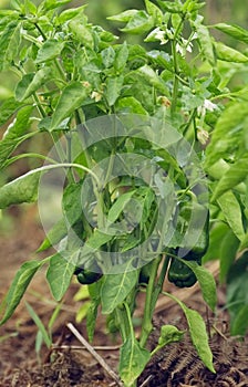 Capsicum bell pepper