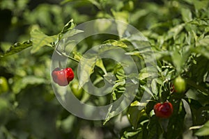 Capsicum chinense or habenero type pepper is a species of chilli papper