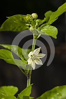 Capsicum, a close-up of a sweet pepper flower and small peppers in the garden