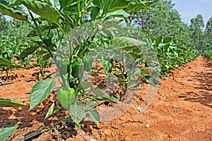 Capsicum Cultivation in India