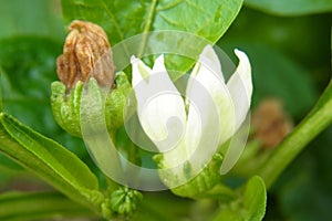 Capsicum Flower Fruit