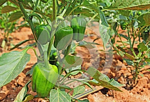 Capsicum Fruits in Plant