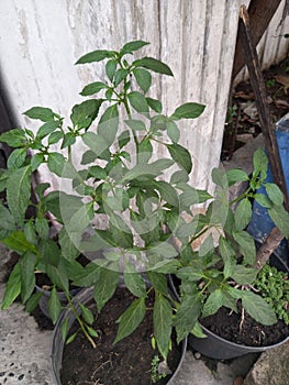 Capsicum Frutescens Chili Plant