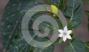 Capsicum frutescens flower