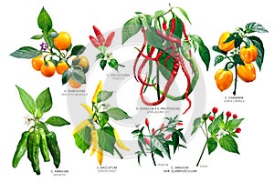 Capsicum peppers plants, paths