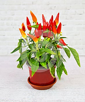 Capsicum plant with red miniature pepper fruits in a clay pot on a white background of a brick wall. Flora home indoor plants