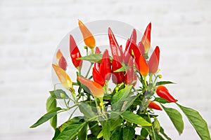 Capsicum plant with red miniature pepper fruits in a clay pot on a white background of a brick wall. Flora home indoor plants