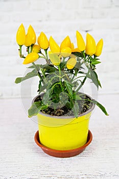 Capsicum plant with yellow miniature pepper fruits in a clay pot on a white background of a brick wall. Flora home indoor plants